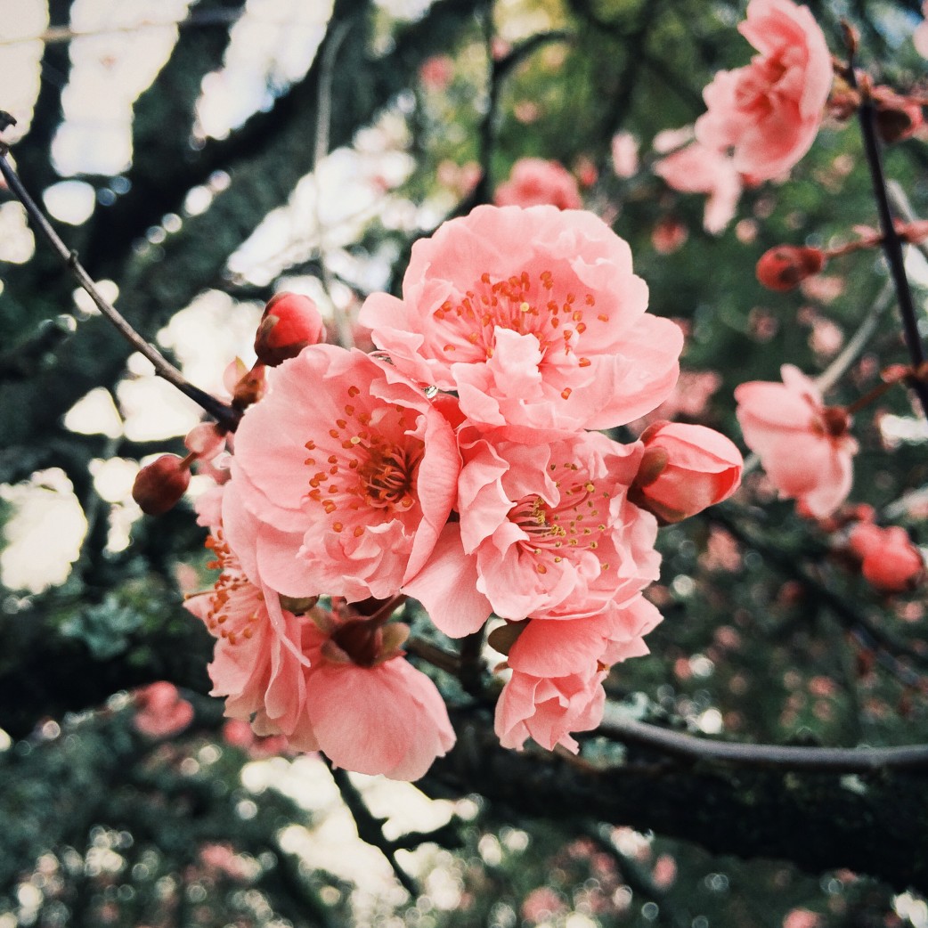 Cherry Blossoms, Esquimalt Gorge Park